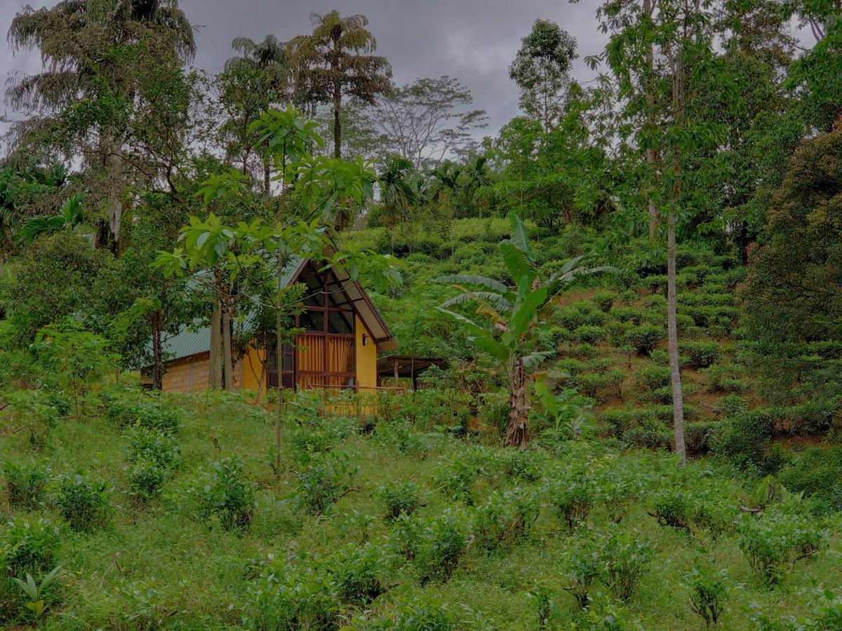 דניאיאה Rainforest Cabin מראה חיצוני תמונה