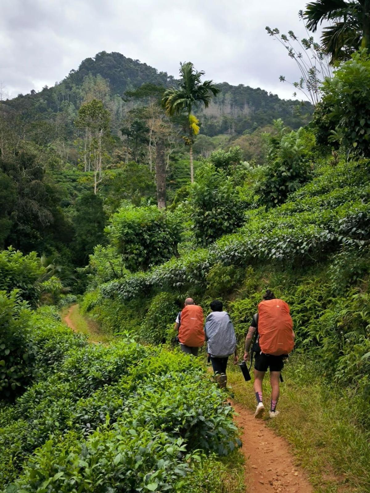 דניאיאה Rainforest Cabin מראה חיצוני תמונה