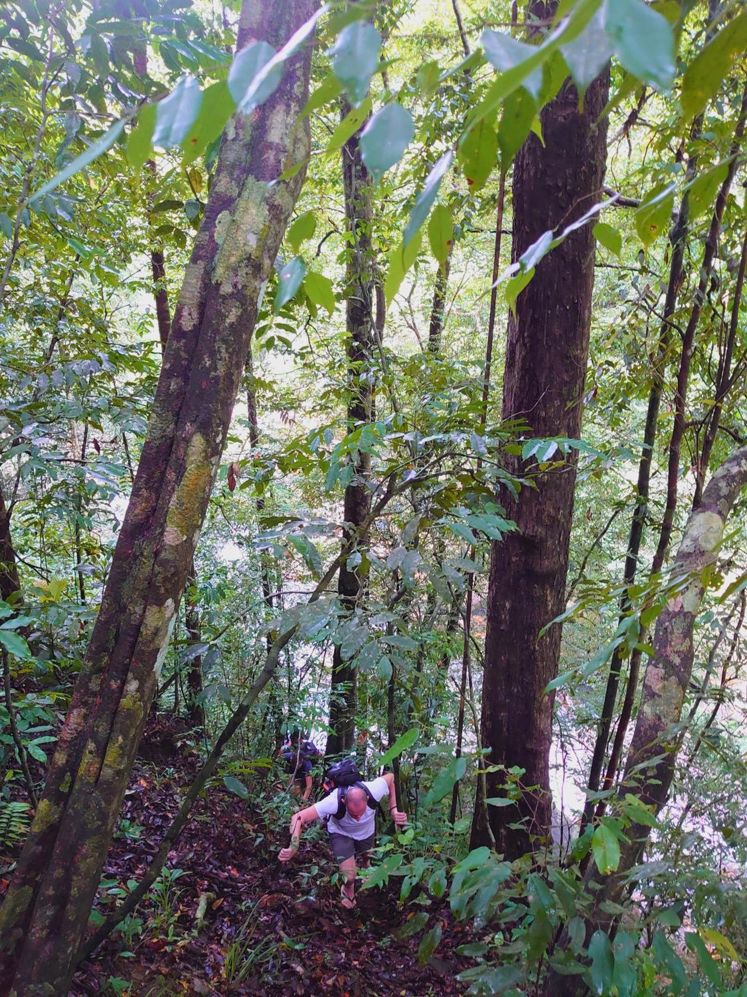 דניאיאה Rainforest Cabin מראה חיצוני תמונה