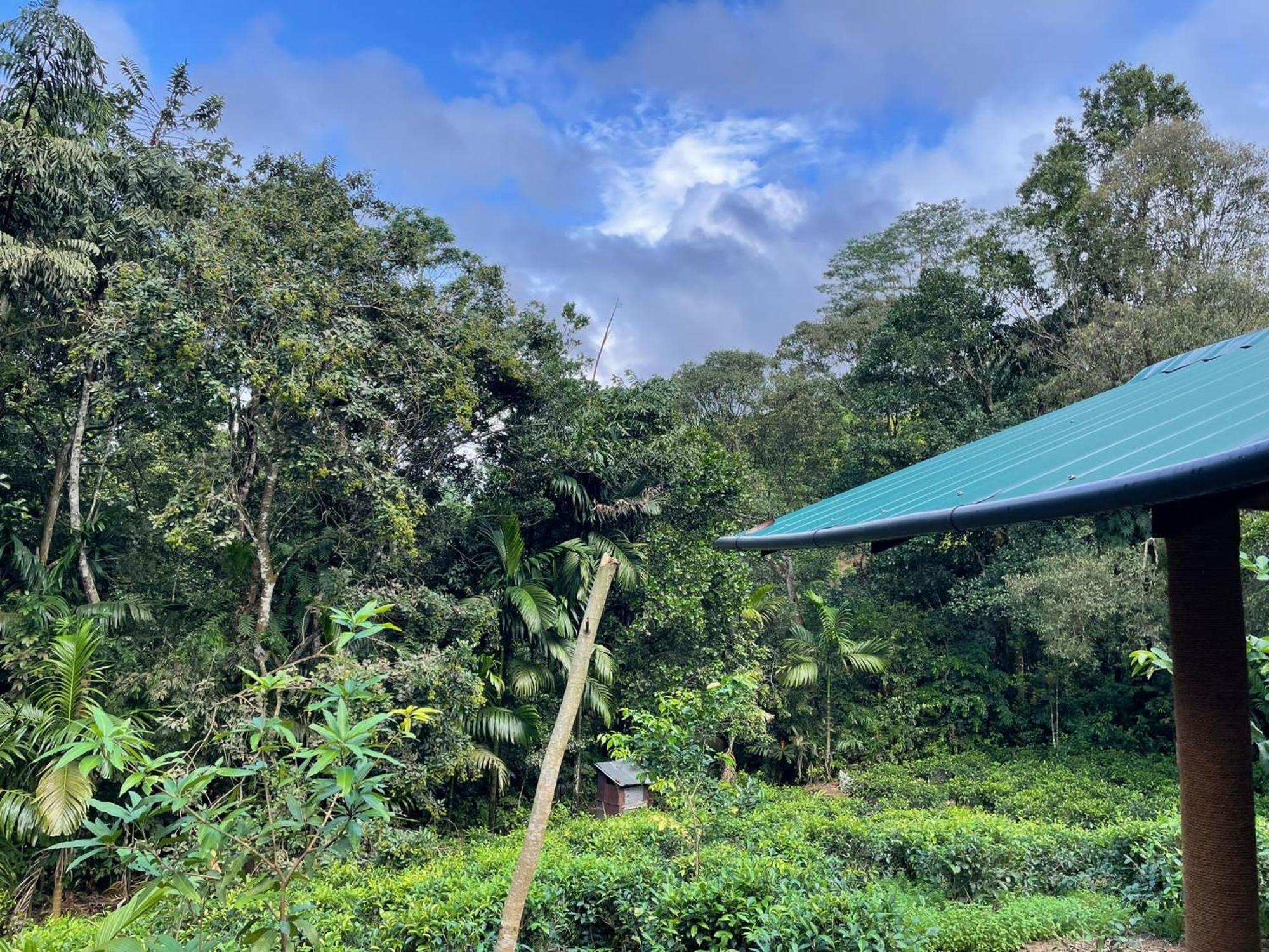דניאיאה Rainforest Cabin מראה חיצוני תמונה