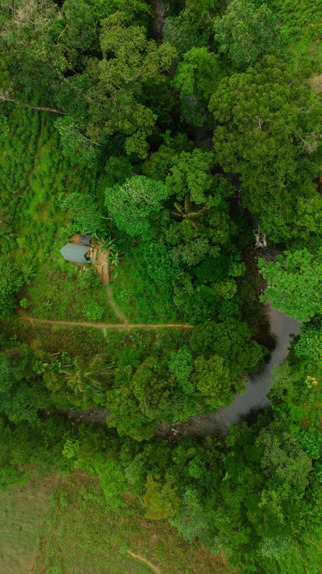 דניאיאה Rainforest Cabin מראה חיצוני תמונה