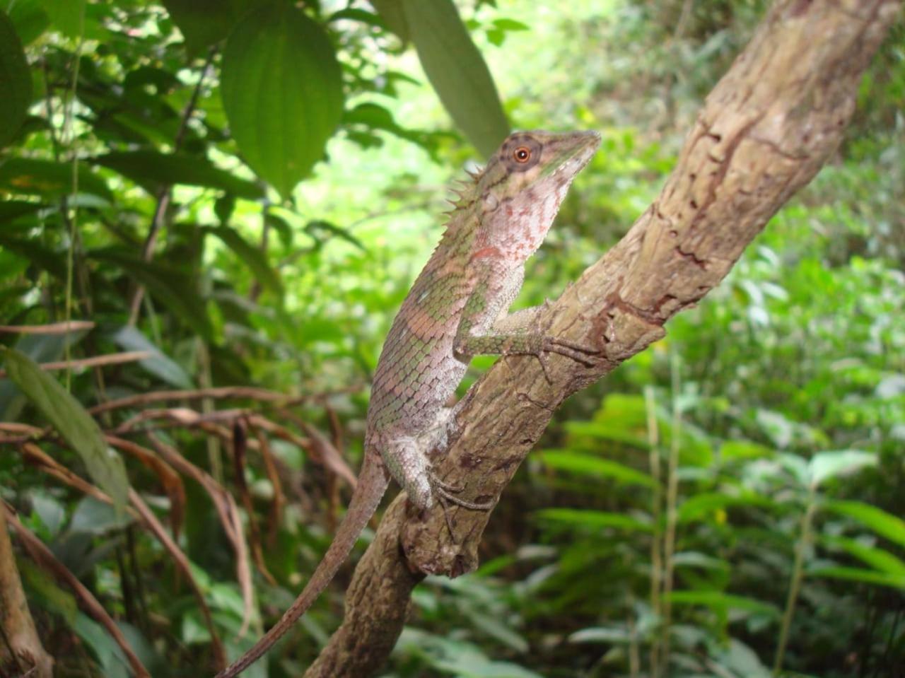 דניאיאה Rainforest Cabin מראה חיצוני תמונה